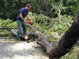 How Our Tree Care Process Works  in  Taylor Creek, OH