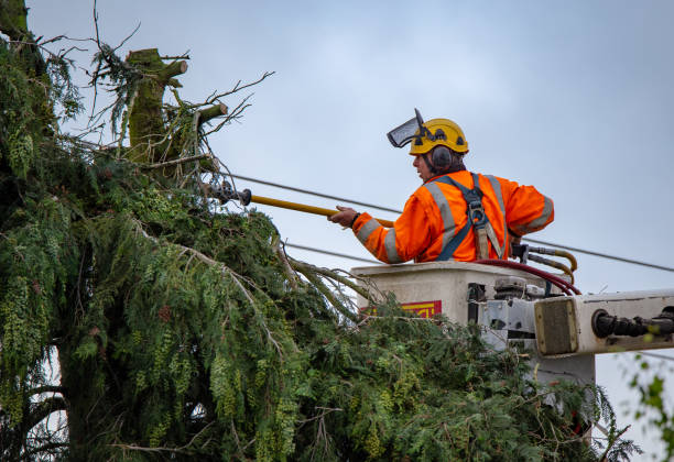 Best Palm Tree Trimming  in Taylor Creek, OH