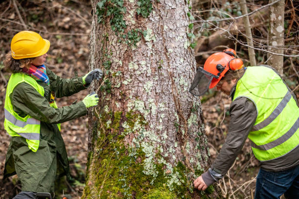 Best Commercial Tree Services  in Taylor Creek, OH