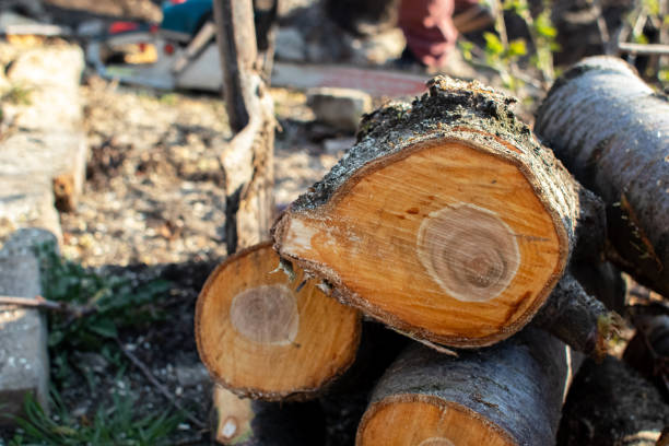 Best Stump Grinding and Removal  in Taylor Creek, OH