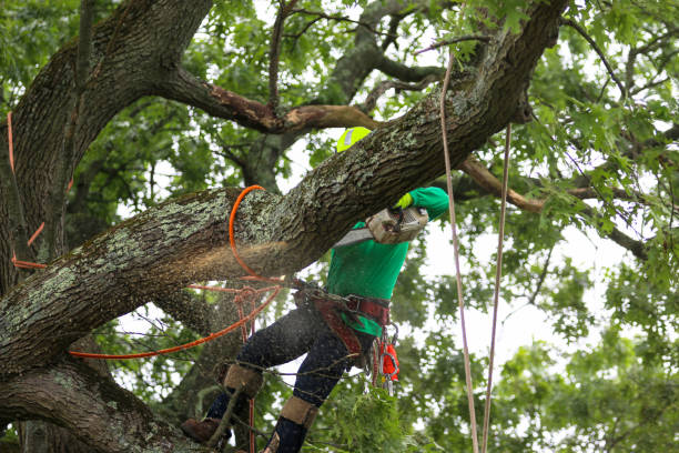 Taylor Creek, OH Tree Care Company