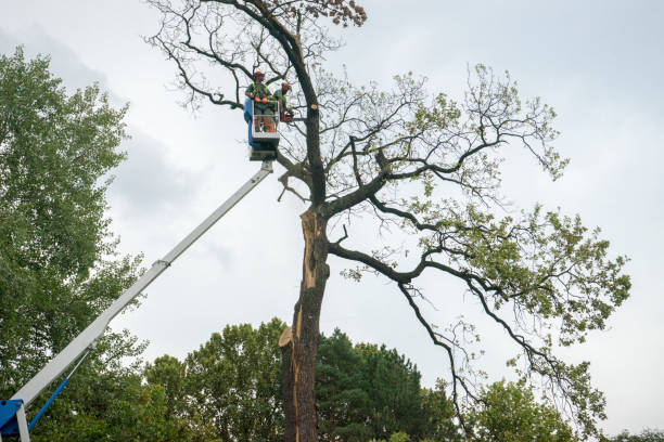 Best Tree Removal  in Taylor Creek, OH