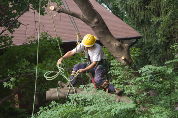 Best Seasonal Cleanup (Spring/Fall)  in Taylor Creek, OH