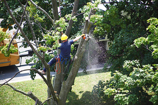 Best Tree Preservation Services  in Taylor Creek, OH