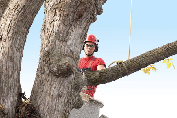 Best Tree Maintenance Programs  in Taylor Creek, OH